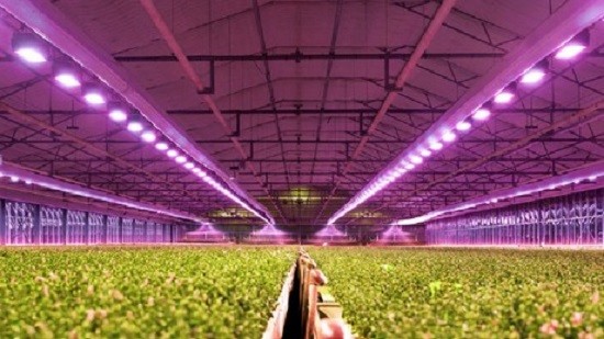 In che modo l'industria agricola trae vantaggio dalle luci progressive a LED?